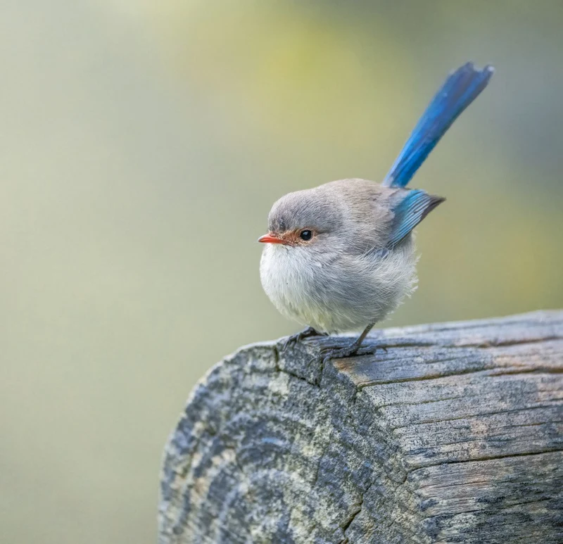 Splendid fairy wren