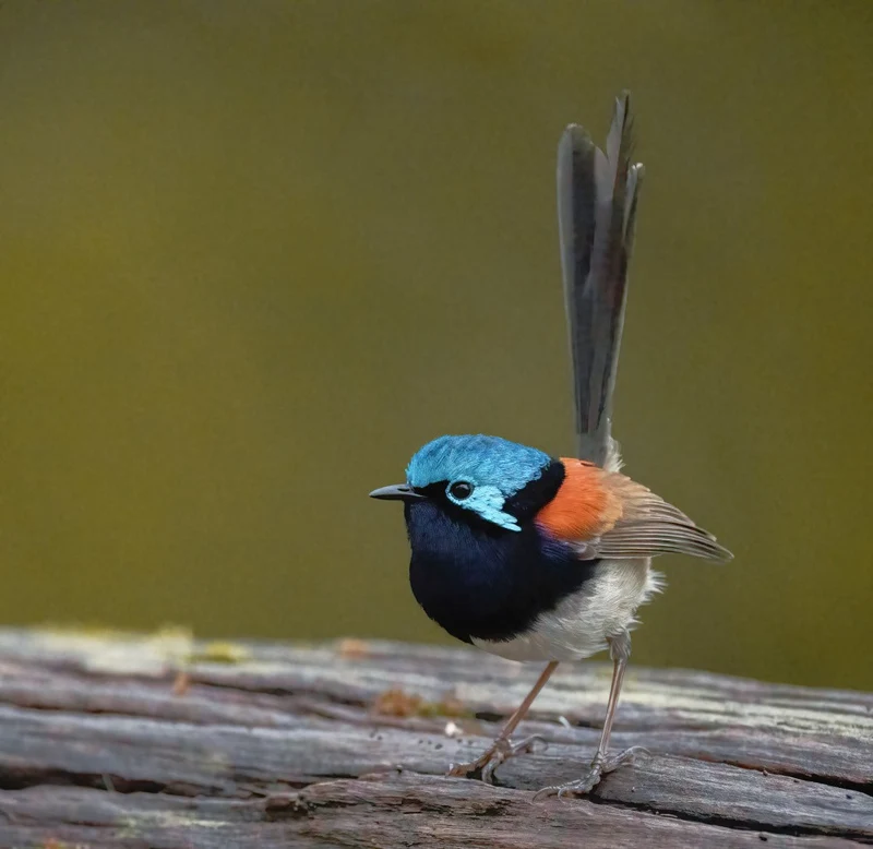 Red-winged Fairy Wren