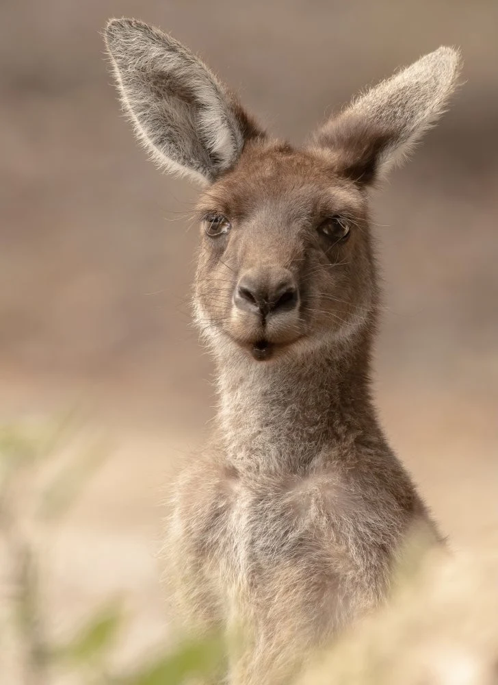 The beautiful Roo