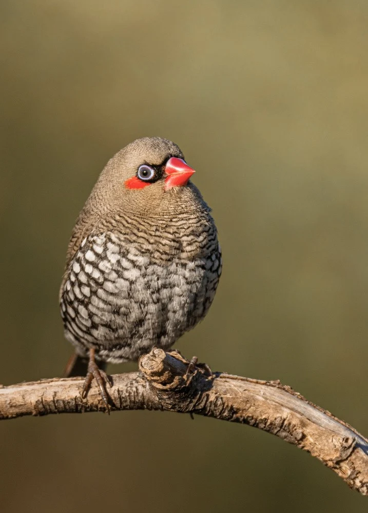 Red-eared Firetail