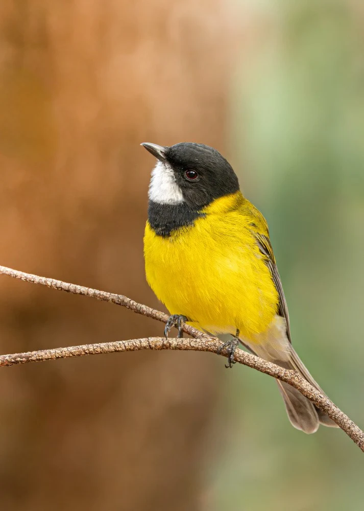 Western Golden Whistler