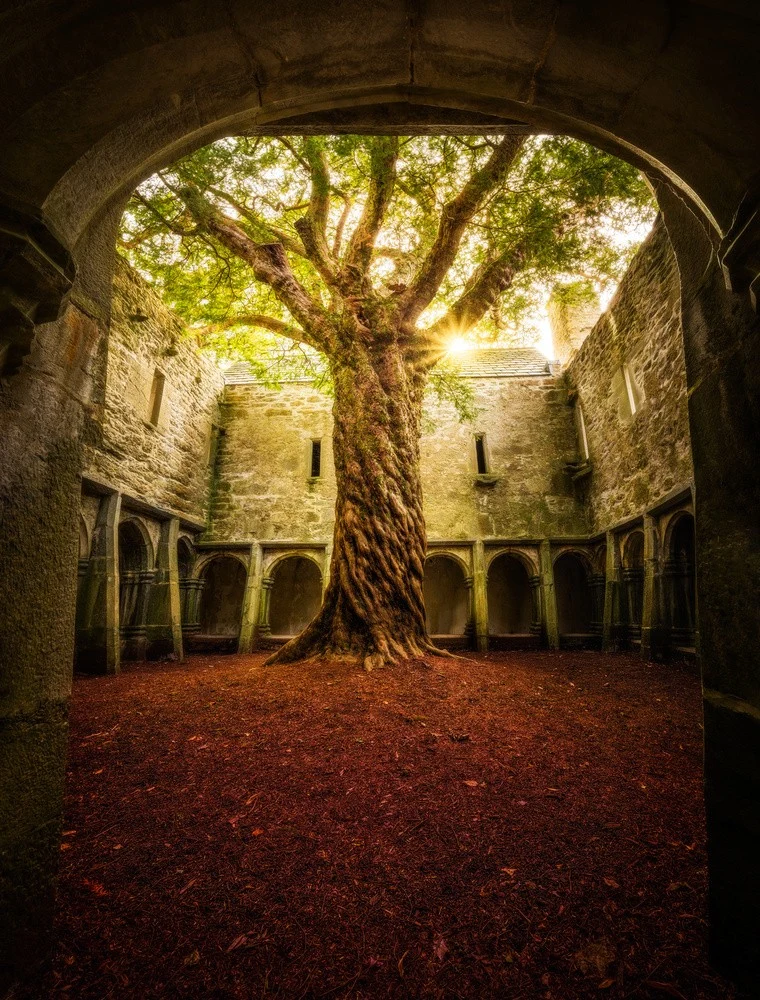 "Muckross Abbey - Tree of Life"