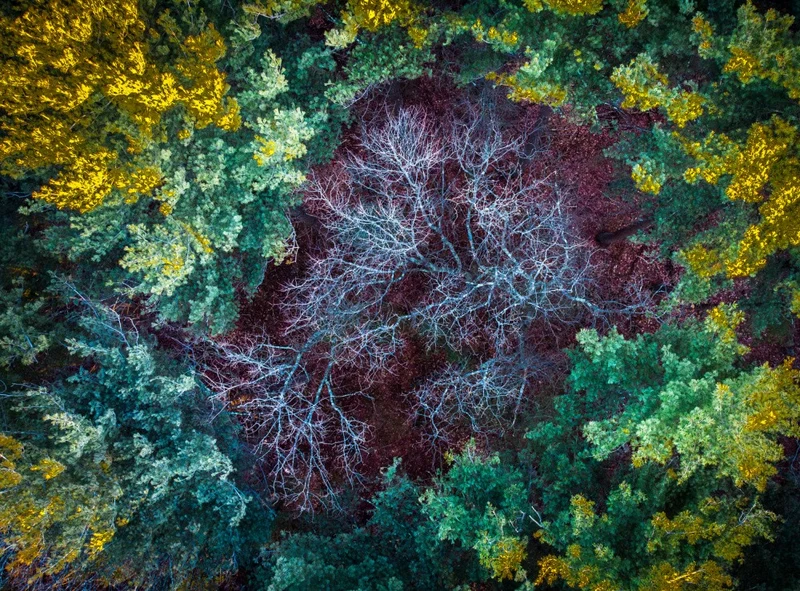 Autumn Down