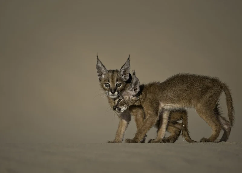 Caracal schmitzi
