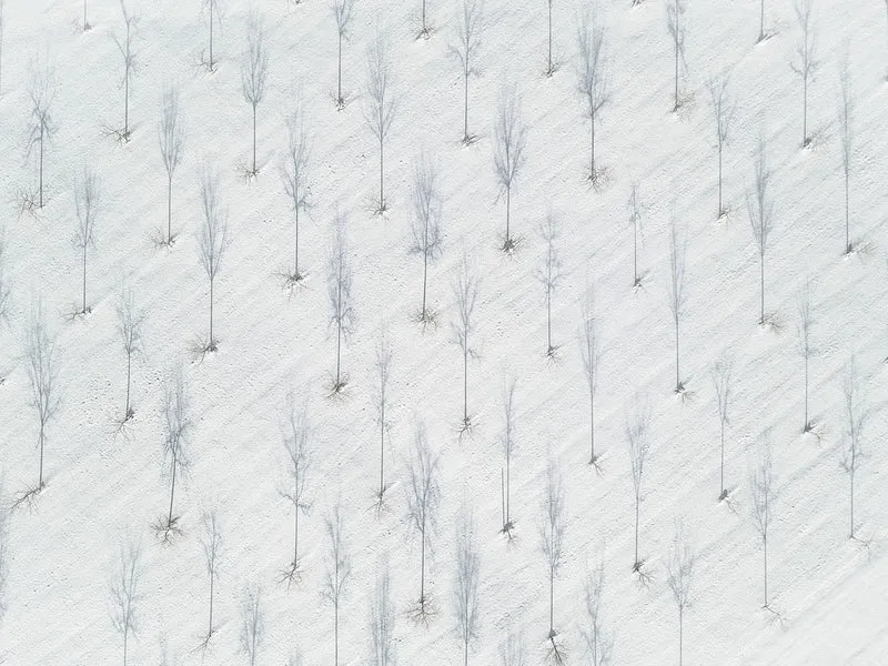 some trees