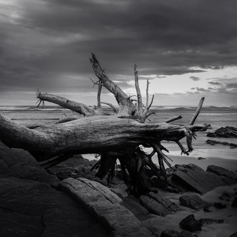 Arboreal Graveyard - Ray Truter Photography Fine Art Originals