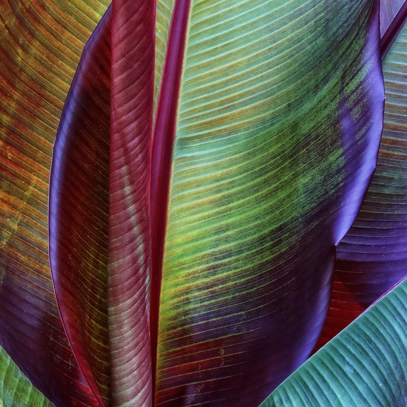Banana skin