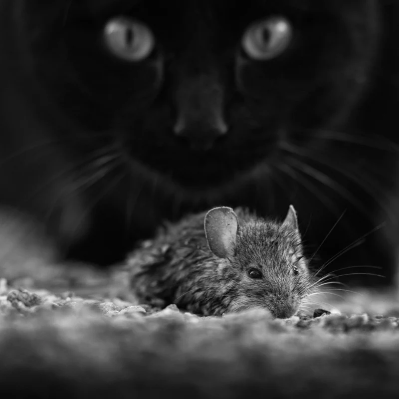 Black breakfast