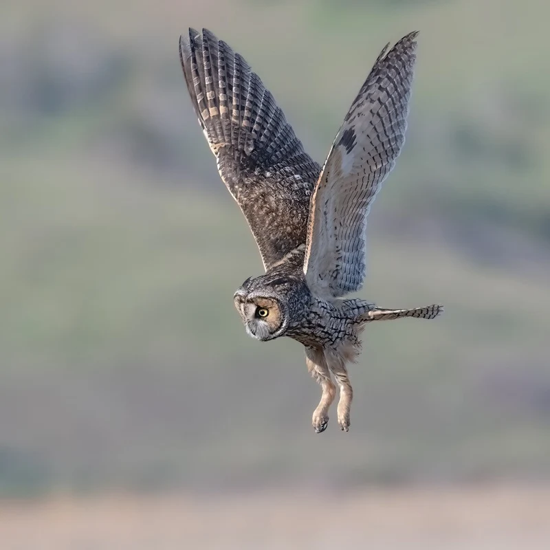 searching for prey