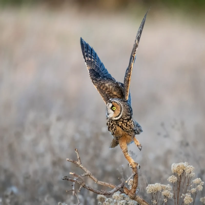 about to fly