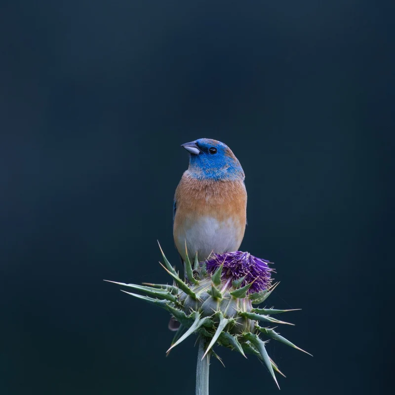 Sitting on purple flower