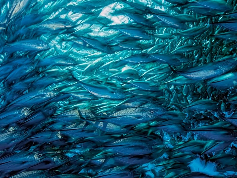 Fast Moving School of Jacks