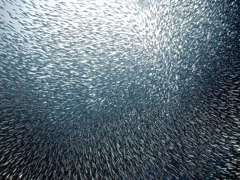 Sardines Firework