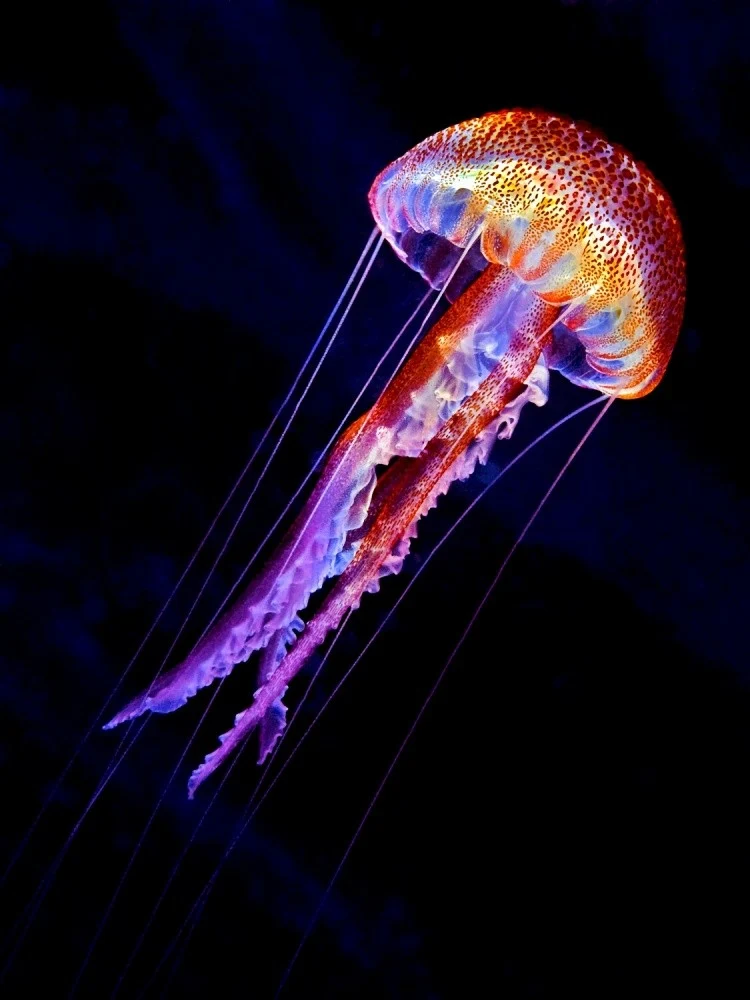 Jellyen