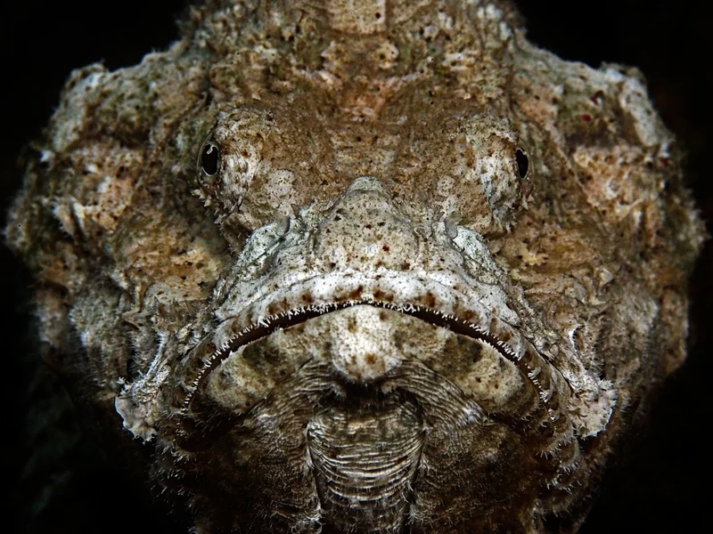 Scorpionfish Portrait