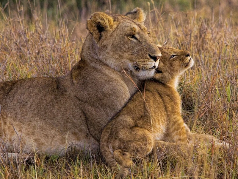 Baby Lion with Mother