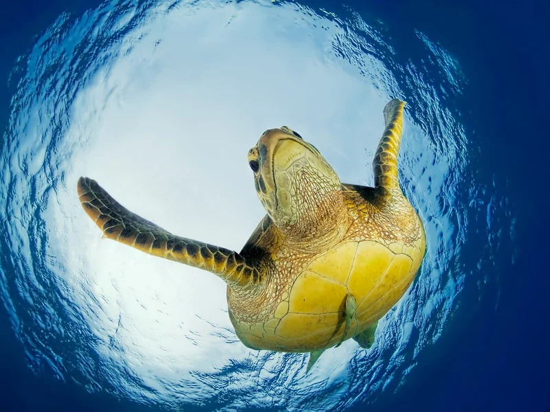 Green Turtle in Snells Window