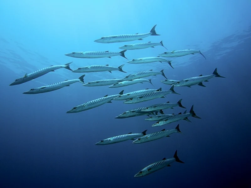 Barracudas