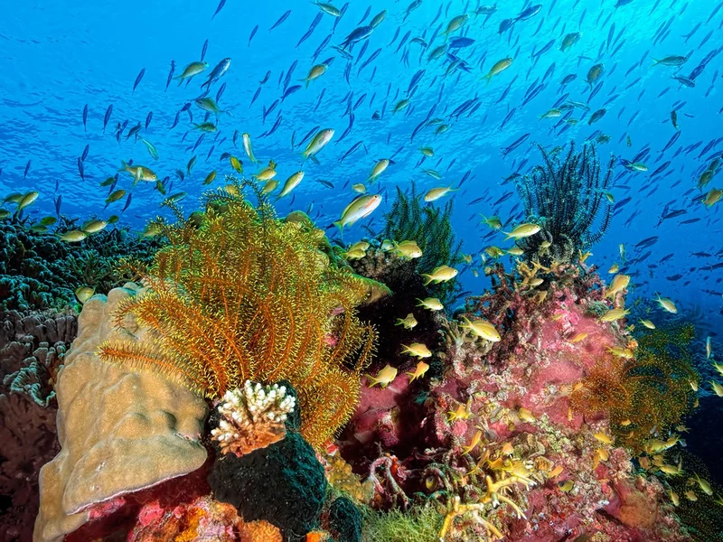Reef at Cabilao