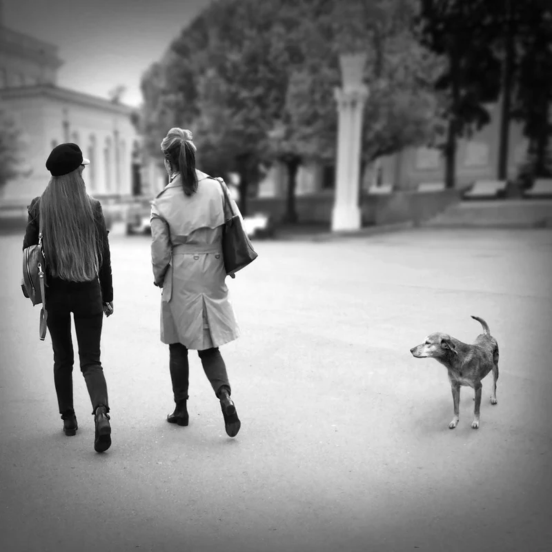 Dog's life