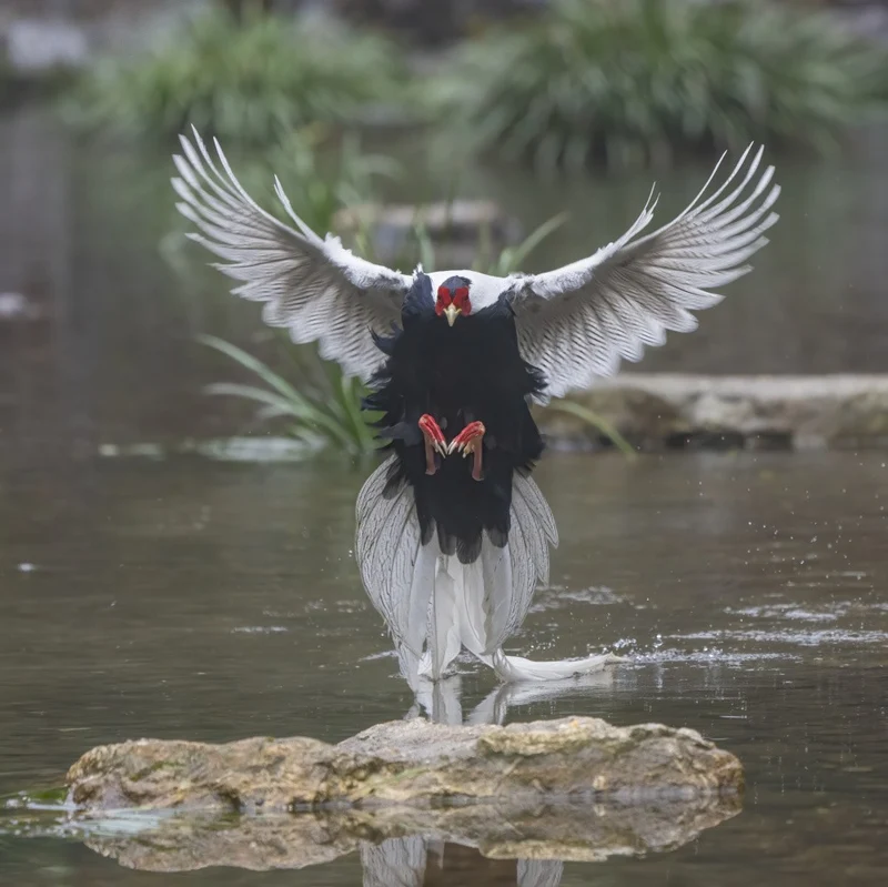Dancing over the water