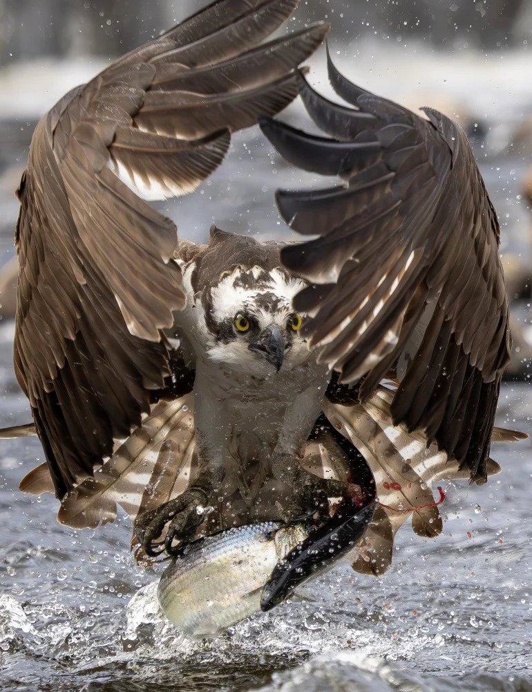 The Osprey caught two fish!