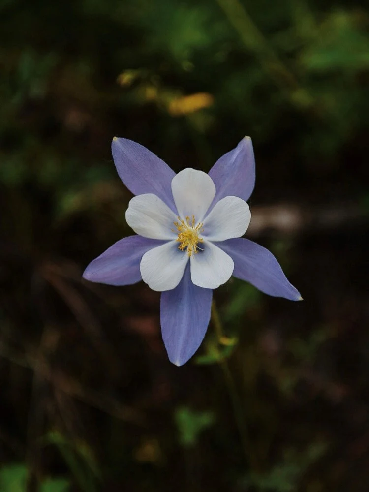 Cameron Pass Columbine
