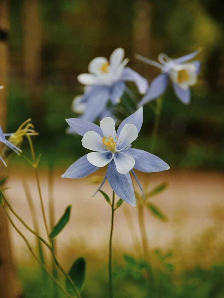 Walden Columbines II
