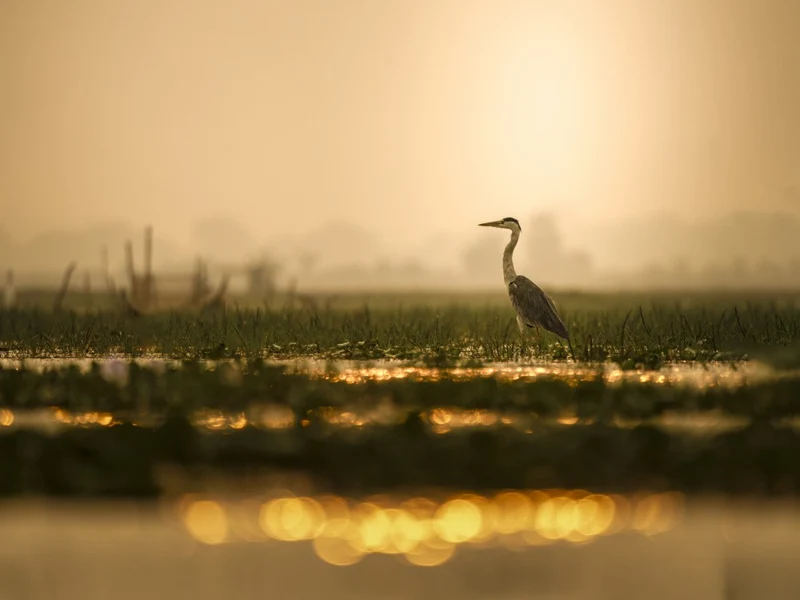 An evening with Grey heron