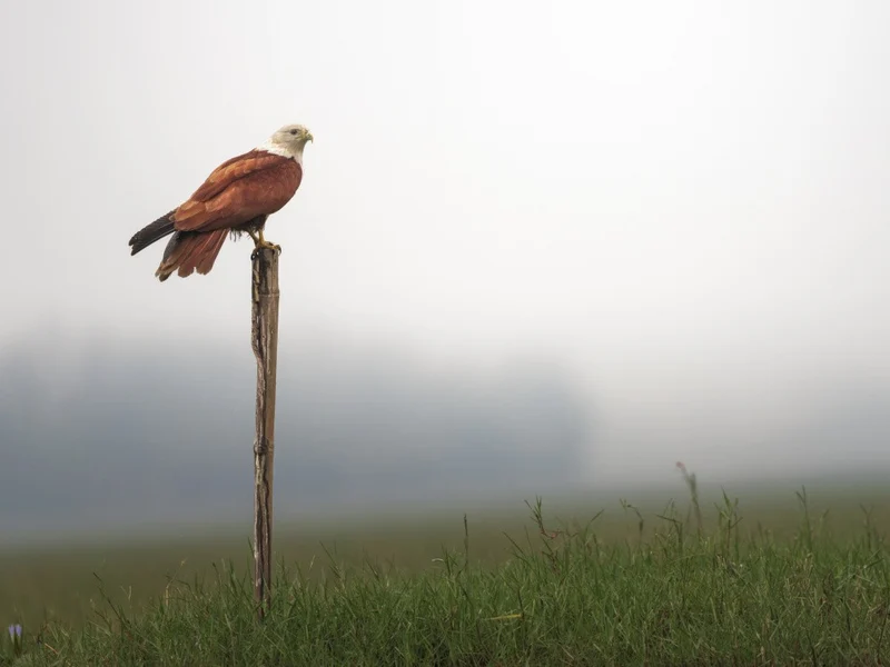Brahminy kite