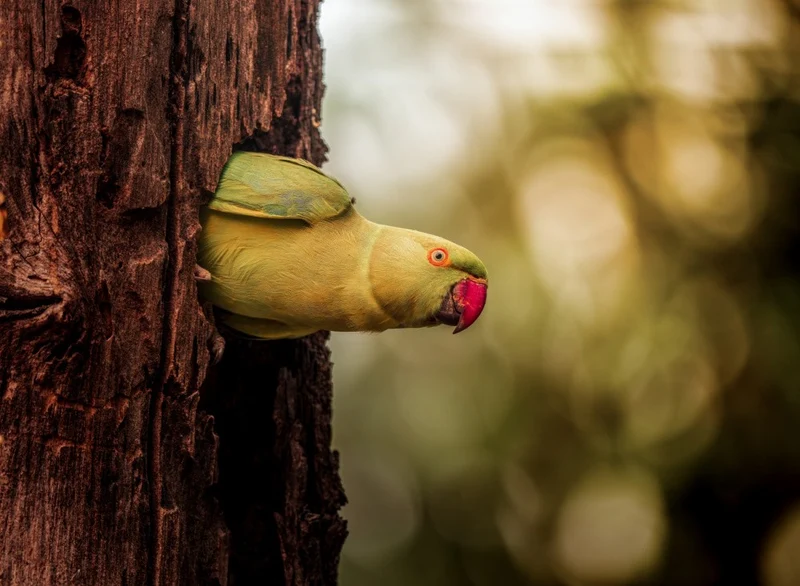 Bokehlicious Parakeet
