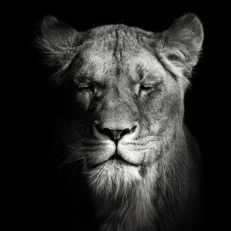 Lioness