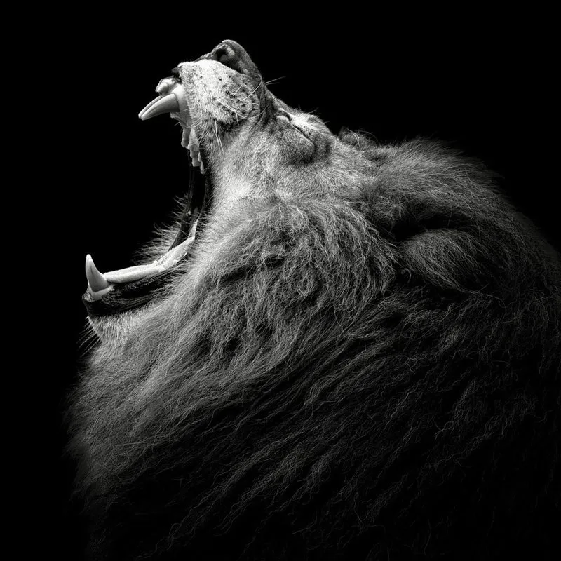 Primal Yawn #6