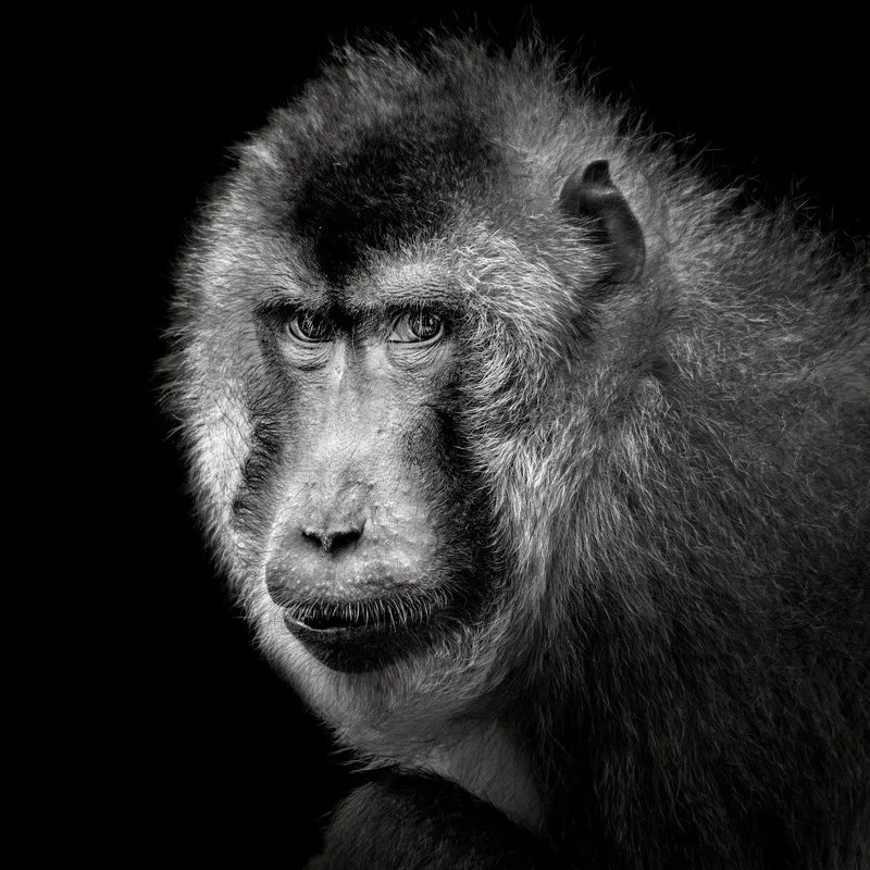 Southern Pig-Tailed Macaque