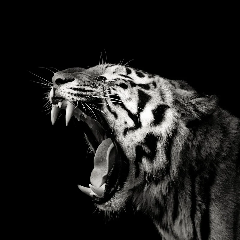 Primal Yawn #4
