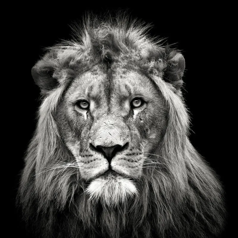Young Male Lion