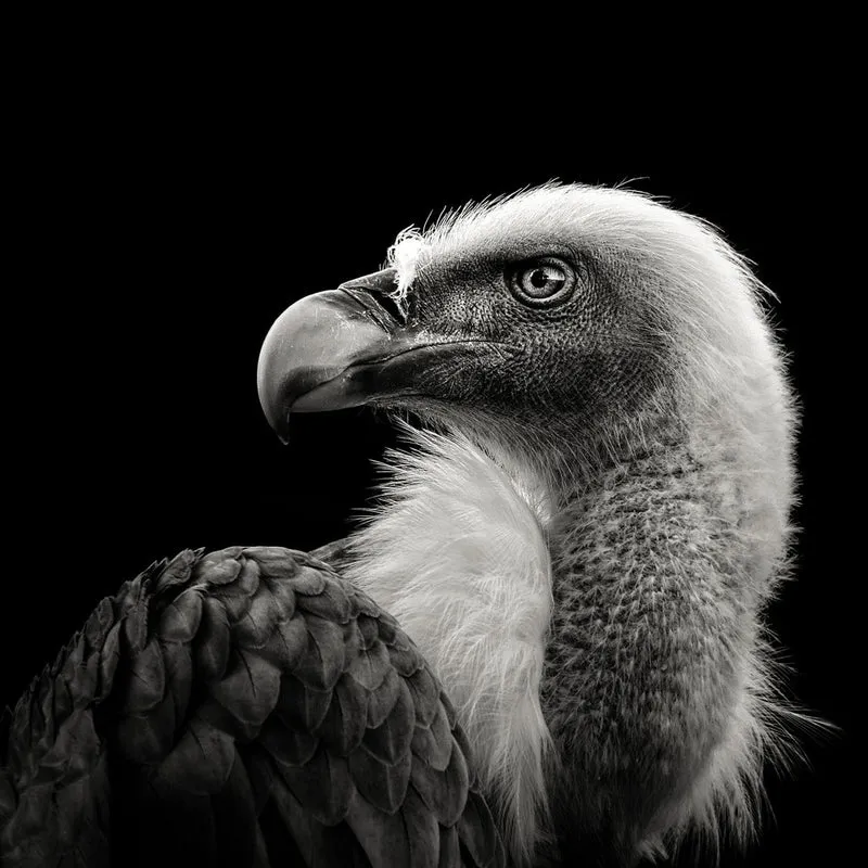 Eurasian Griffon