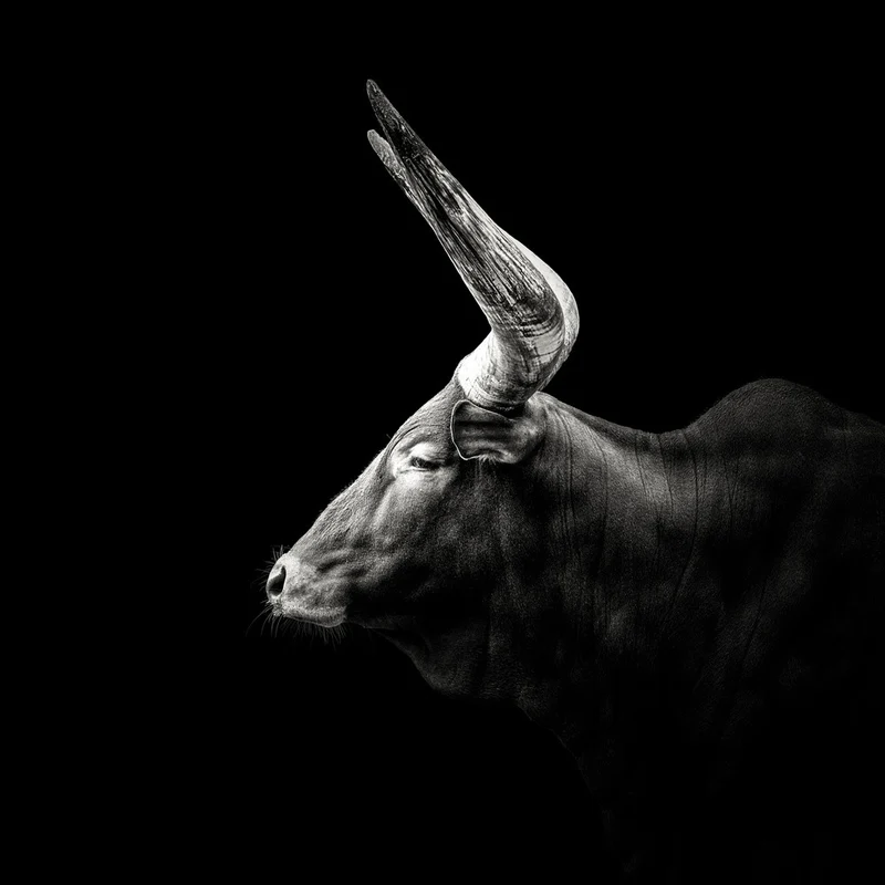 Watusi