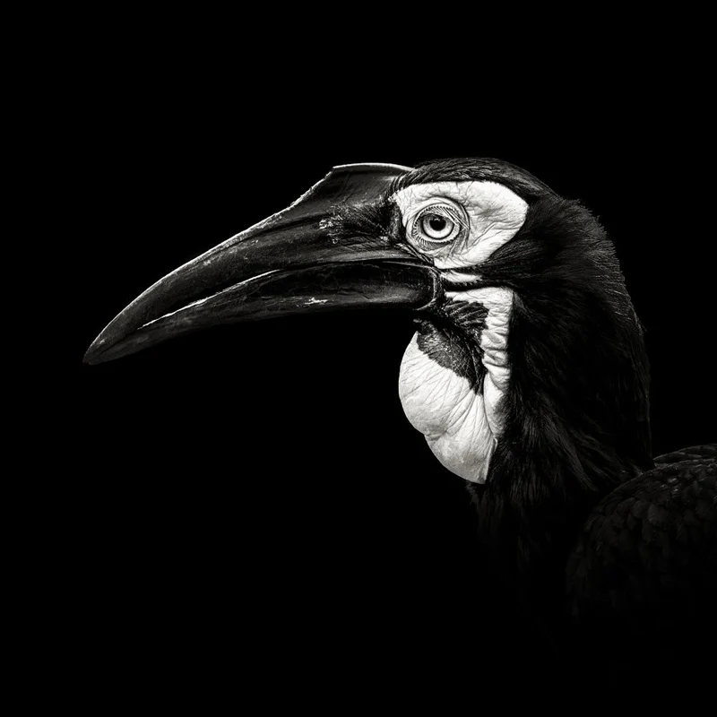 Southern Ground Hornbill