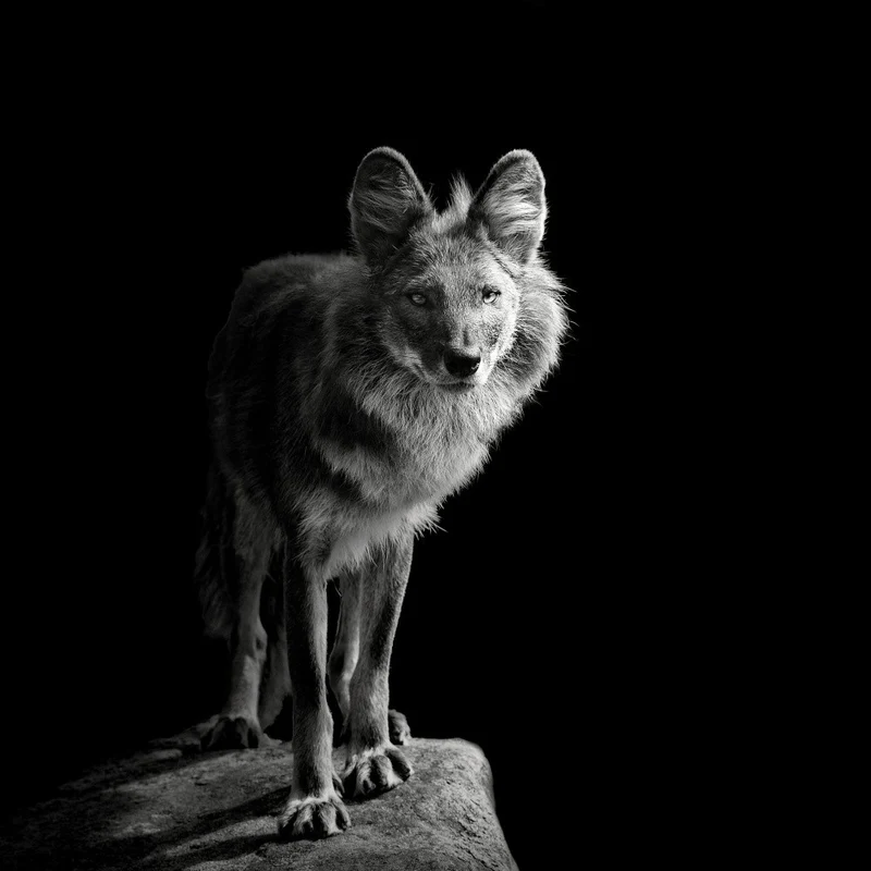 Indian Wild Dog