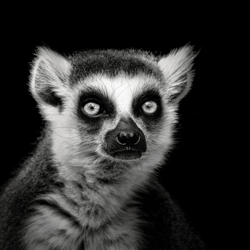 Ring-Tailed Lemur