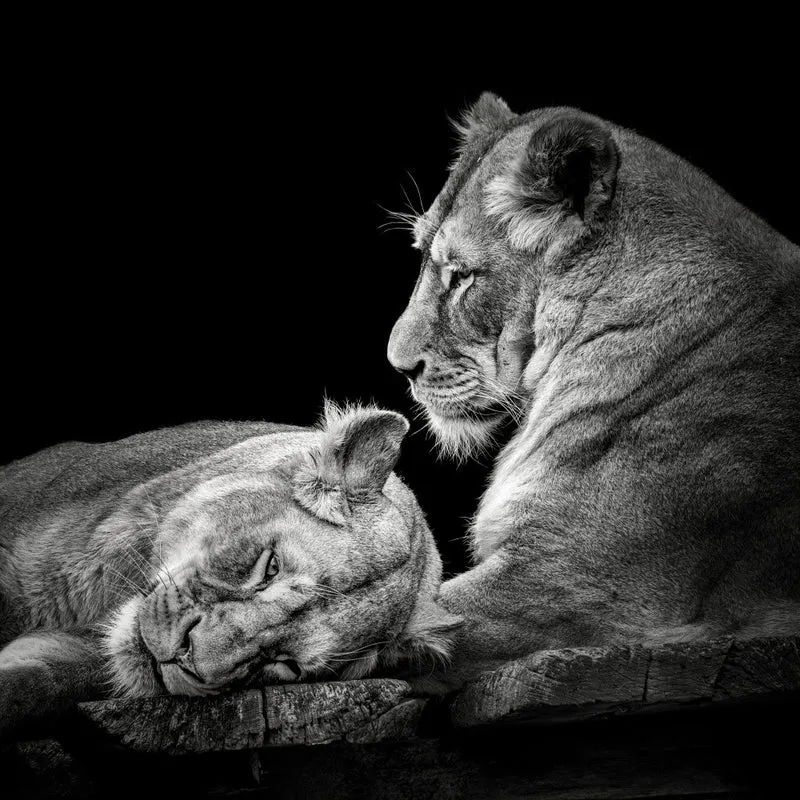 Two Lions