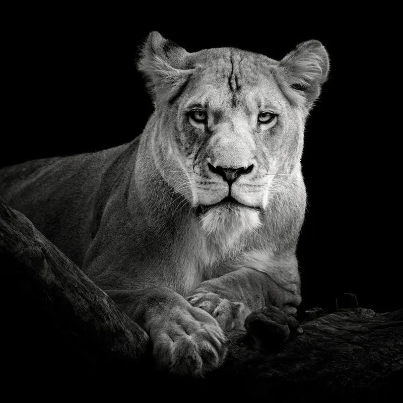 Lioness