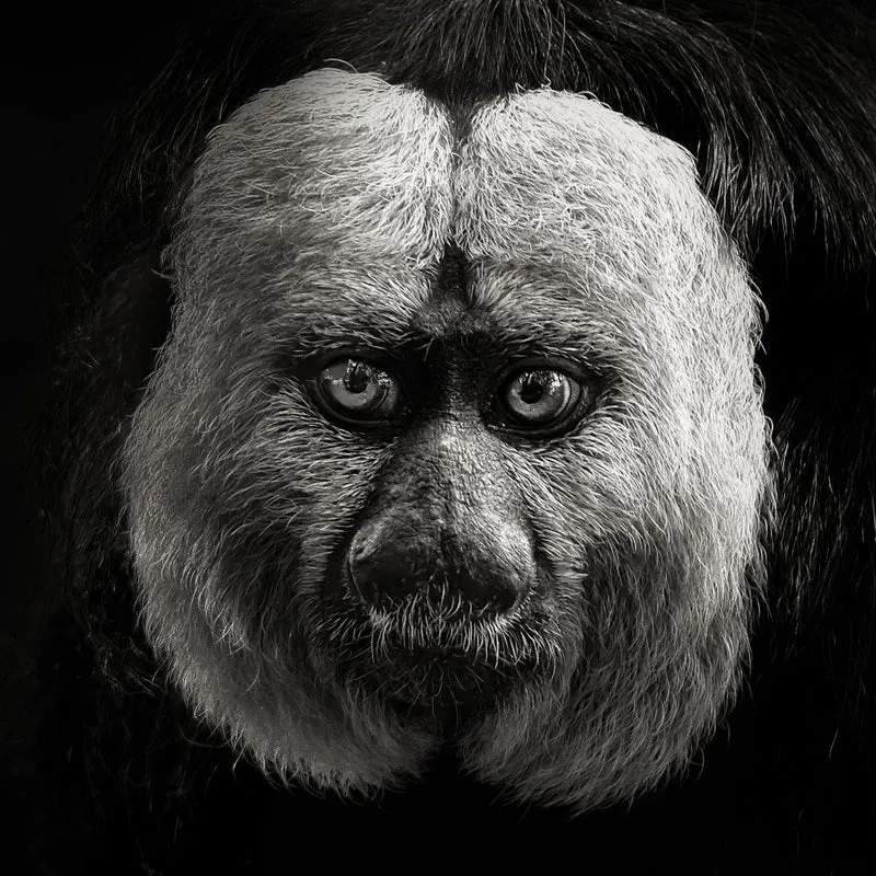 White-Faced Saki