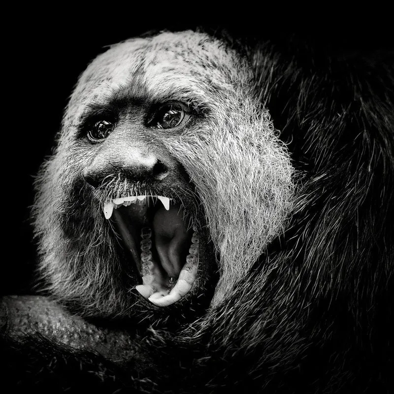 White-Faced Saki #2