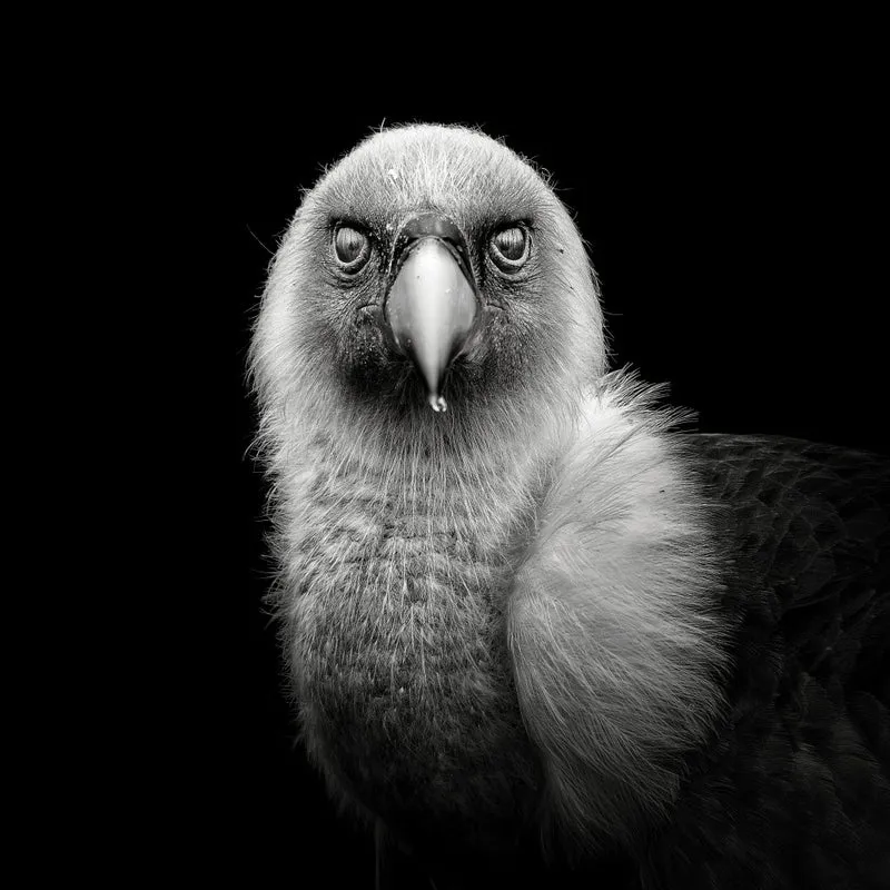 Eurasian Griffon #9