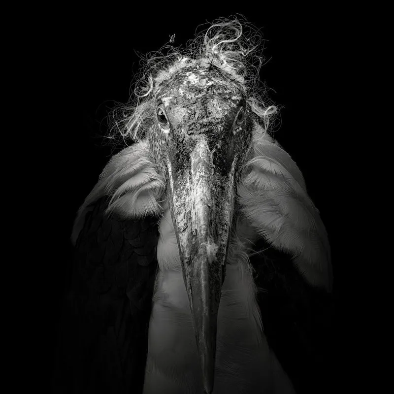 Marabou #9