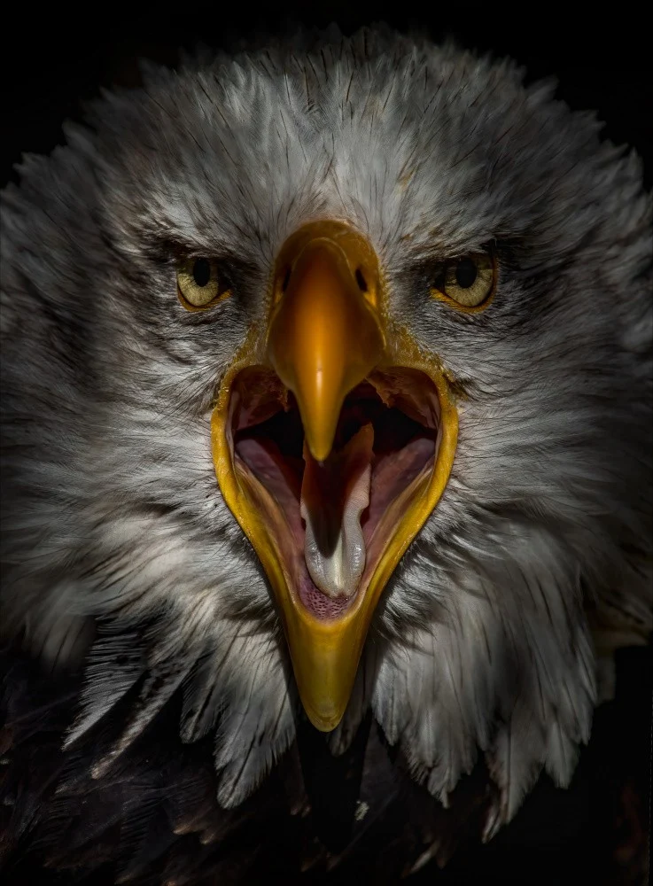 Eagle