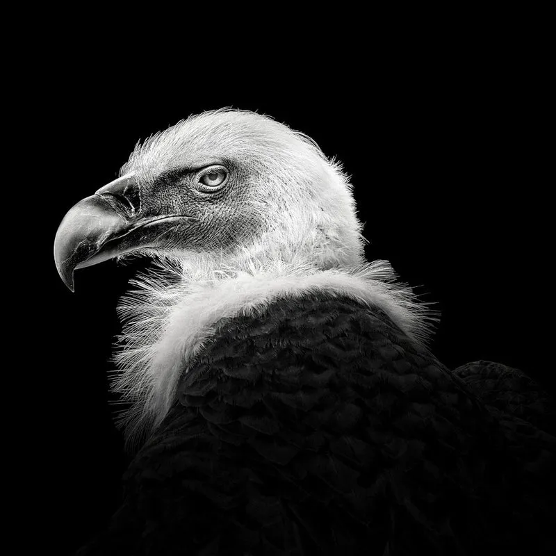 Eurasian Griffon #7