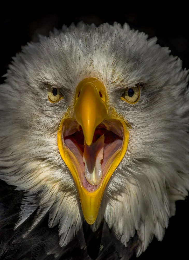 Eagle